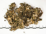 中文名:爪衣屬(L00002147)學名:Peltigera(L00002147)中文別名:地卷屬