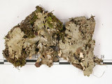 中文名:爪衣屬(L00002542)學名:Peltigera(L00002542)中文別名:地卷屬