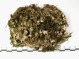 中文名:爪衣屬(L00003019)學名:Peltigera(L00003019)中文別名:地卷屬