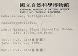 中文名:假杯點衣屬(L00000424)學名:Pseudocyphellaria(L00000424)