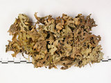 中文名:銀白假杯點衣(L00000925)學名:Pseudocyphellaria argyracea (Del.) Vain.(L00000925)