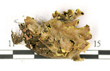 中文名:假杯點衣屬(L00001124)學名:Pseudocyphellaria crocata (L.) Vain.(L00001124)