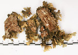中文名:假杯點衣屬(L00001189)學名:Pseudocyphellaria crocata (L.) Vain.(L00001189)