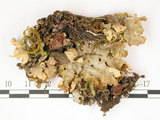 中文名:假杯點衣屬(L00001376)學名:Pseudocyphellaria crocata (L.) Vain.(L00001376)