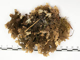 中文名:假杯點衣屬(L00001503)學名:Pseudocyphellaria crocata (L.) Vain.(L00001503)