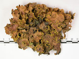 中文名:假杯點衣屬(L00001564)學名:Pseudocyphellaria crocata (L.) Vain.(L00001564)