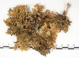 中文名:假杯點衣屬(L00001689)學名:Pseudocyphellaria crocata (L.) Vain.(L00001689)
