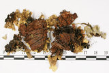 中文名:假杯點衣屬(L00001997)學名:Pseudocyphellaria crocata (L.) Vain.(L00001997)