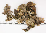 中文名:銀白假杯點衣(L00002016)學名:Pseudocyphellaria argyracea (Del.) Vain.(L00002016)