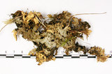 中文名:假杯點衣屬(L00002022)學名:Pseudocyphellaria crocata (L.) Vain.(L00002022)