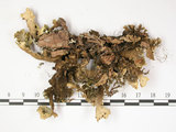 中文名:假杯點衣屬(L00002608)學名:Pseudocyphellaria(L00002608)