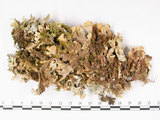 中文名:銀白假杯點衣(L00002744)學名:Pseudocyphellaria argyracea (Del.) Vain.(L00002744)