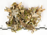 中文名:假杯點衣屬(L00002762)學名:Pseudocyphellaria crocata (L.) Vain.(L00002762)