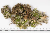 中文名:銀白假杯點衣(L00002767)學名:Pseudocyphellaria argyracea (Del.) Vain.(L00002767)