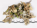 中文名:銀白假杯點衣(L00002775)學名:Pseudocyphellaria argyracea (Del.) Vain.(L00002775)