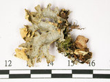 中文名:假杯點衣屬(L00002779)學名:Pseudocyphellaria crocata (L.) Vain.(L00002779)
