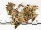中文名:假杯點衣屬(L00002997)學名:Pseudocyphellaria crocata (L.) Vain.(L00002997)