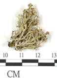 中文名:樹花屬(L00001071)學名:Ramalina(L00001071)