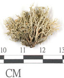 中文名:樹花屬(L00001074)學名:Ramalina(L00001074)