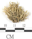 中文名:樹花屬(L00001074)學名:Ramalina(L00001074)