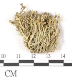 中文名:樹花屬(L00001079)學名:Ramalina(L00001079)