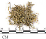 中文名:樹花屬(L00001572)學名:Ramalina(L00001572)