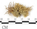 中文名:樹花屬(L00001938)學名:Ramalina(L00001938)