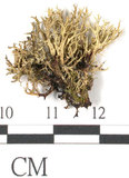 中文名:樹花屬(L00001942)學名:Ramalina(L00001942)