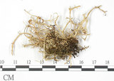 中文名:樹花屬(L00002085)學名:Ramalina calicaris Roehl. var. japonica Hue(L00002085)