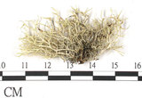 中文名:樹花屬(L00002522)學名:Ramalina roeslero (Hochst.) Nyl.(L00002522)