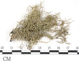 中文名:樹花屬(L00002526)學名:Ramalina(L00002526)