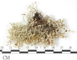 中文名:樹花屬(L00002543)學名:Ramalina(L00002543)