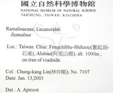 中文名:樹花屬(L00002631)