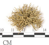 中文名:樹花屬(L00002650)學名:Ramalina geniculata Hook. et Tayl.(L00002650)