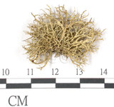 中文名:樹花屬(L00002650)學名:Ramalina geniculata Hook. et Tayl.(L00002650)