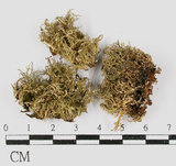 中文名:台灣球粉衣(L00000673)學名:Sphaerophorus formosanus (Zahlbr.) Asah.(L00000673)