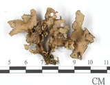 中文名:牛皮葉屬(L00000298)學名:Sticta gracilis (Muell. Arg.) Zahlbr.(L00000298)