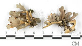 中文名:牛皮葉屬(L00000986)學名:Sticta gracilis (Muell. Arg.) Zahlbr.(L00000986)