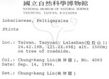 中文名:牛皮葉屬(L00001013)