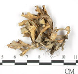中文名:牛皮葉屬(L00001187)學名:Sticta gracilis (Muell. Arg.) Zahlbr.(L00001187)