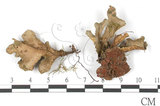 中文名:牛皮葉屬(L00001213)學名:Sticta gracilis (Muell. Arg.) Zahlbr.(L00001213)