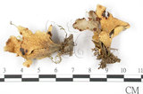 中文名:牛皮葉屬(L00001221)學名:Sticta gracilis (Muell. Arg.) Zahlbr.(L00001221)