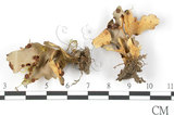 中文名:牛皮葉屬(L00001221)學名:Sticta gracilis (Muell. Arg.) Zahlbr.(L00001221)