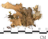 中文名:牛皮葉屬(L00001223)學名:Sticta gracilis (Muell. Arg.) Zahlbr.(L00001223)