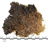 中文名:平滑牛皮葉(L00001526)學名:Sticta nylanderiana A. Zahlbr.(L00001526)
