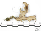 中文名:牛皮葉屬(L00002032)學名:Sticta gracilis (Muell. Arg.) Zahlbr.(L00002032)