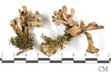 中文名:牛皮葉屬(L00002734)學名:Sticta gracilis (Muell. Arg.) Zahlbr.(L00002734)