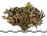 中文名:牛皮葉屬(L00002760)學名:Sticta gracilis (Muell. Arg.) Zahlbr.(L00002760)