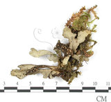 中文名:牛皮葉屬(L00002773)學名:Sticta gracilis (Muell. Arg.) Zahlbr.(L00002773)
