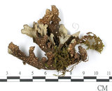 中文名:牛皮葉屬(L00002776)學名:Sticta gracilis (Muell. Arg.) Zahlbr.(L00002776)